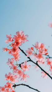Spring Pink Peach Blossom Wallpaper In 2020 Flower Background Wallpaper Flower Background Iphone Peach Wallpaper