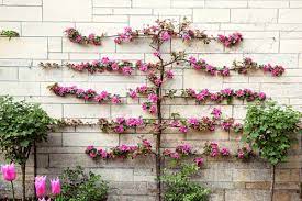 Julien for plums, colt for cherries, and quince a for pears. Grow Espaliered Trees For A Slim Fit Espalier Fruit Trees Fruit Trees Pruning Fruit Trees