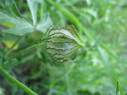 Image result for Hibiscus trionum