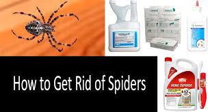 How To Get Rid Of Spiders Top 10 Spider Treatment Products