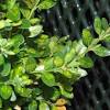 I have 3 large boxwoods that have been at the front of my house with no problems for the last 6 or so years. Https Encrypted Tbn0 Gstatic Com Images Q Tbn And9gcqc5ebfyl8jycnxbu3d5b2zepl9vw2pamvsdtpji8 O3yrkjy91 Usqp Cau