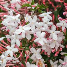 Image result for Jasminum pauciflorum
