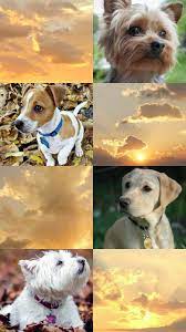Dog Aesthetic Wallpapers Wallpaper Cave See more ideas about aesthetic wallpapers, wallpaper, aesthetic. dog aesthetic wallpapers wallpaper cave