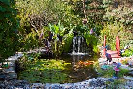 Check spelling or type a new query. Koi Pond Ideas That Will Make Your Pond Perfect Koi Story