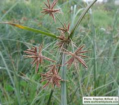Image result for Cyperus longus