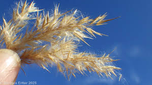 Image result for Phragmites australis