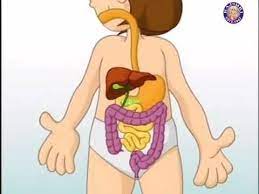 Medical bacteria and anatomy digestive. Digestive System Homeschool Science Science Lessons Teaching Science