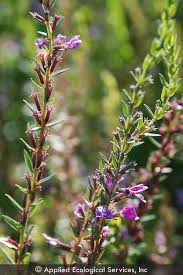 Image result for Lythrum