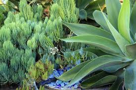Image result for Senecio greenwayi