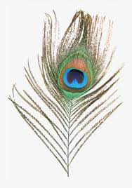 Peacock Feather Peacock Feather Retro Png And Vector With Transparent Background For Free Download Peacock Feather Peacock Best Background Images