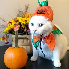 In the clip, kyle accepts that too much wine has been poured on the situation; Meet Smudge The Cat From The Woman Yelling At A Cat Meme Time