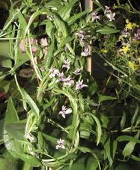 Image result for Cyphia