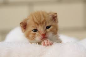 Cats With Down Syndrome Reasons Why Your Cat Can T Have Down Syndrome Hubpages