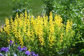 Image result for Baphia speciosa