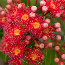 Maybe you would like to learn more about one of these? Flowering Gum Trees Flower Power