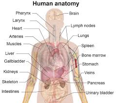 Accessory organs of the human digestive system. Human Organs Anatomy Diagram Human Body Pictures Science For Kids
