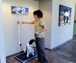 Building Your Veterinary Practice Color Palette Hospital Design Veterinary Hospital Pet Clinic