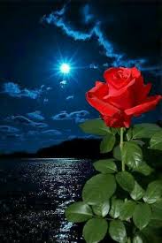Pin De Mari Copa En Rosas Bonitas En 2020 Rosas Bonitas Hermosa Fotografia De Paisaje Flores Bonitas