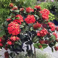 Image result for Ixora hartiana