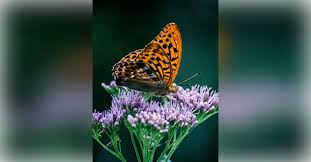 Obituary information for Edith Slagle Rucker