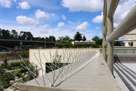 Serving folks in greeley, loveland, fort collins. Bird Control Burnaby Bc Pigeons Sparrows And Seagulls Free Quote 604 565 9060