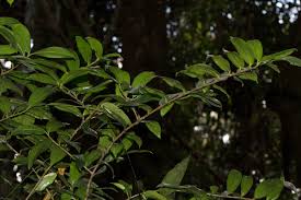 Image result for Dracaena laxissima