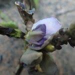 Image result for Psophocarpus scandens