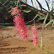 We have everything you need and more. Beobachtung Grevillea Gillivrayi Hook Arn Claude Hervais 25 Okt 2020 Neukaledonien Pl Ntnet Identify