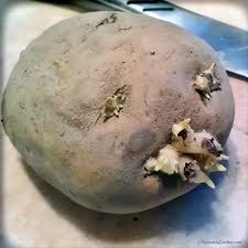 I normally do not save the potatoes from the 1st harvested set for more than 2 years, because of the concern about viruses and. The Lazy Way To Plant Potatoes