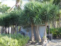 Image result for Yucca gigantea