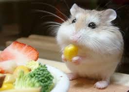 Biskuit ini tidak hanya memberikan protein tambahan tapi juga membantu mengasah giginya. Makanan Bergizi Untuk Hamster Hamster Lengkap Jember