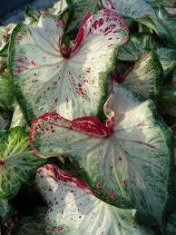 Maybe you would like to learn more about one of these? Perennial Solutions Caladium Peppermint Greenhouse Product News