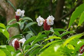 Image result for Costus subbiflorus