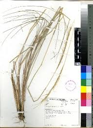 Image result for Trachypogon