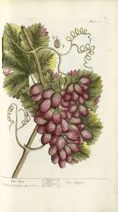 Image result for Vitis vinifera