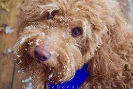 Be sure any name you pick will be appropriate at a veterinary office, groomer, dog park or boarding kennel. 125 Christmas Dog Names That Are As Merry As Your Pup Happy Go Doodle