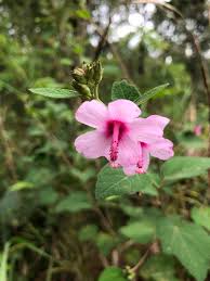 Image result for Urena