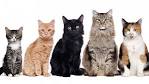 List of Cat Breeds | Petfinder