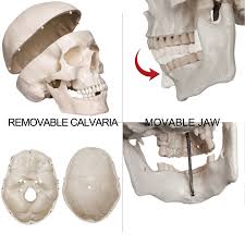 Check spelling or type a new query. Vevor Disarticulated Skeleton Disarticulated Human Skeleton 62 Inch Mo Vevor Us
