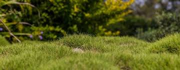 Top pick for edible gardeningtop pick for edible gardening. How To Improve A Lumpy Lawn Milorganite