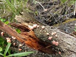 Lycogale Lycogala Wolf S Milk Slime Toothpaste Slime Lycogale Du Bois Lycogale Terrestre Lycogala Epidendrum Lycogala Terrestre Slime