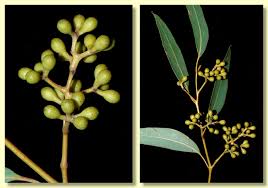 Image result for Eucalyptus cloeziana
