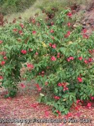 Image result for Jatropha campestris