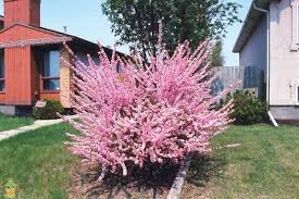 Maybe you would like to learn more about one of these? Pink Flowering Almond Planting Flowers Flowering Shrubs Indoor Flowering Plants