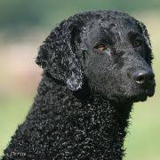 Golden retriever rüden wiegen 32 bis 40 kg und hündinnen 28 bis 36 kg. Die Sechs Retrieverrassen Deutscher Retriever Club E V