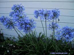 Plantfiles Pictures Lily Of The Nile African Lily Agapanthus Africanus By Kell Lily Plants Agapanthus Africanus African Lily