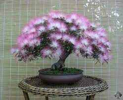 If you pass by a house and see a plant covered with small dark pink flowers, it is. 30 Attractive Bonsai Indoor Trees Ideas For Indoor Decorations Bonsai Tree Bonsai Flower Bonsai Tree Types
