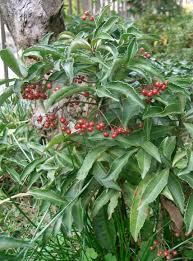 Image result for Ardisia