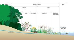 Ingredients to make a wetland. Wetlands Teaching Great Lakes Science