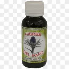 Tendo uma forte ligação com a música desde novo, netto iniciou sua caminhada na música quando percebeu que na internet era possível cantar a verdade e o amor. Grovewell Primroses Primrose Clipart 2644728 Pikpng